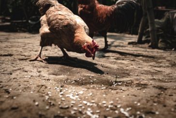 Imatge extreta de la web de l'Agència Catalana de Seguretat Alimentària