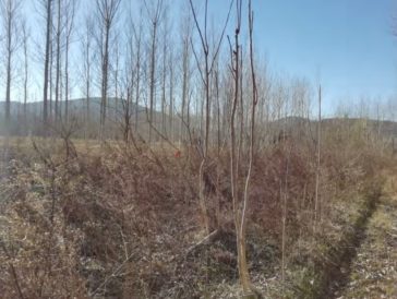 Rodal d’ailants naturalitzats entorn la parcel·la de l’antiga depuradora